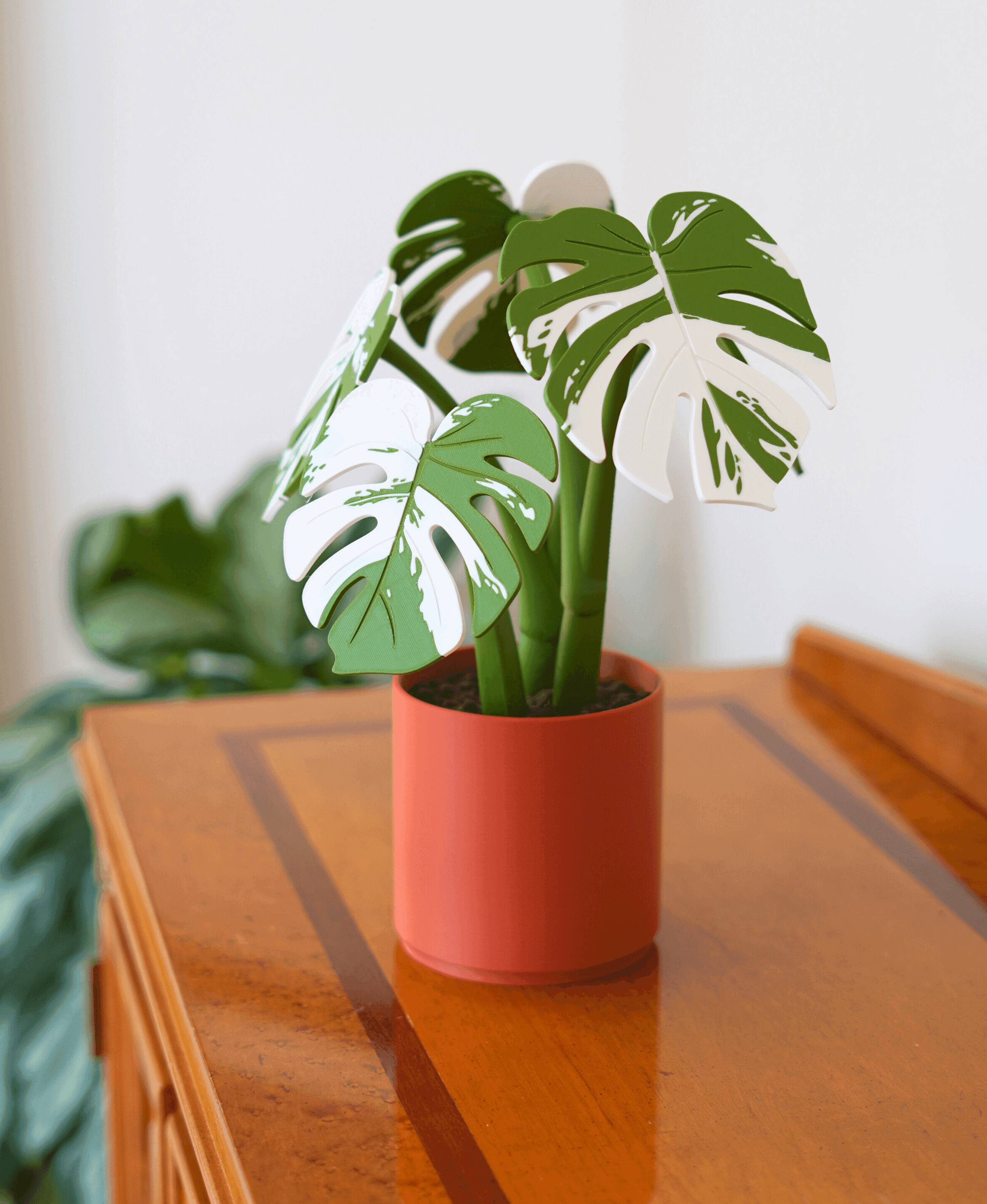 Monstera Coaster Set